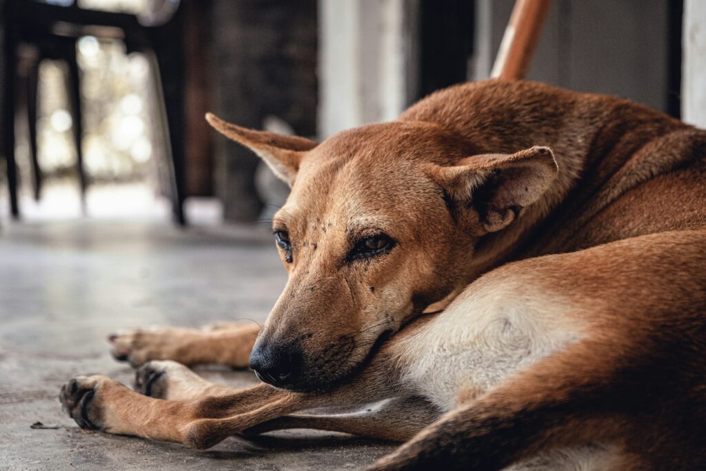 Do Dogs Know They Are Dying? The Beautiful Truth Vets Want You to Hear!