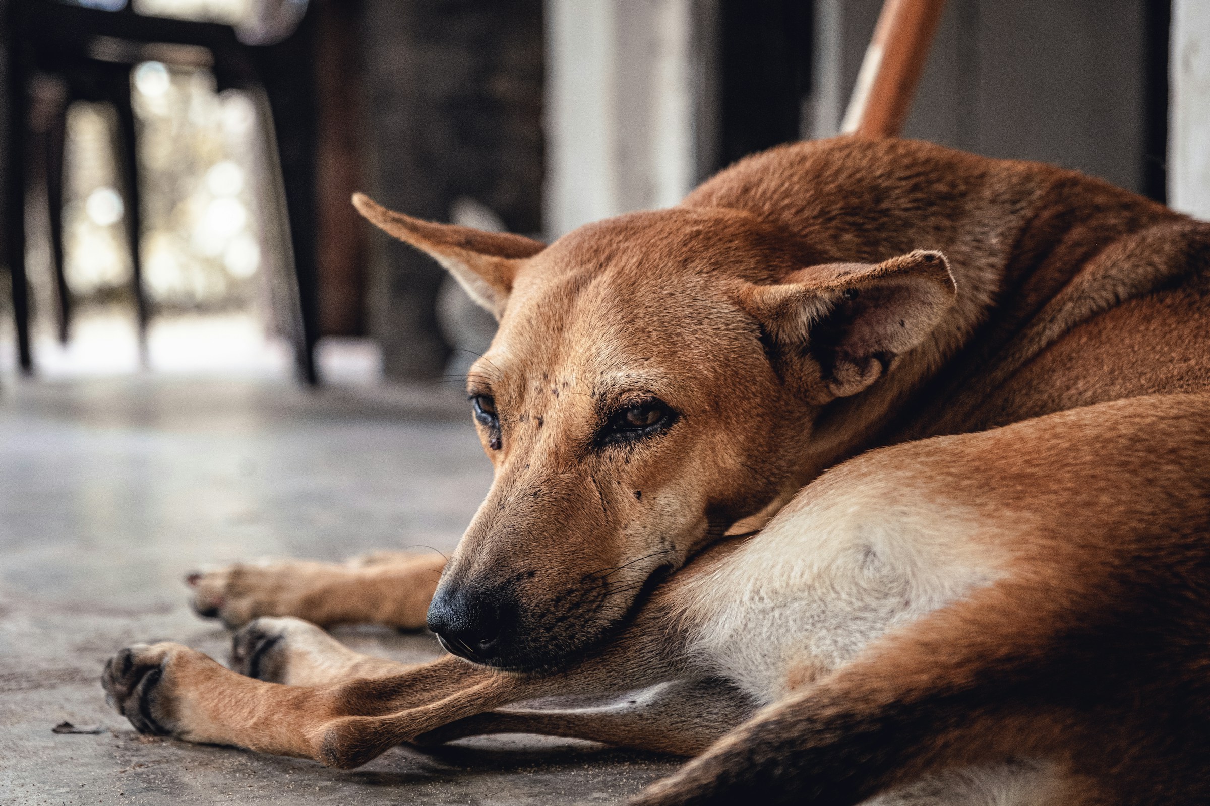 Do Dogs Know They Are Dying? The Beautiful Truth Vets Want You to Hear!