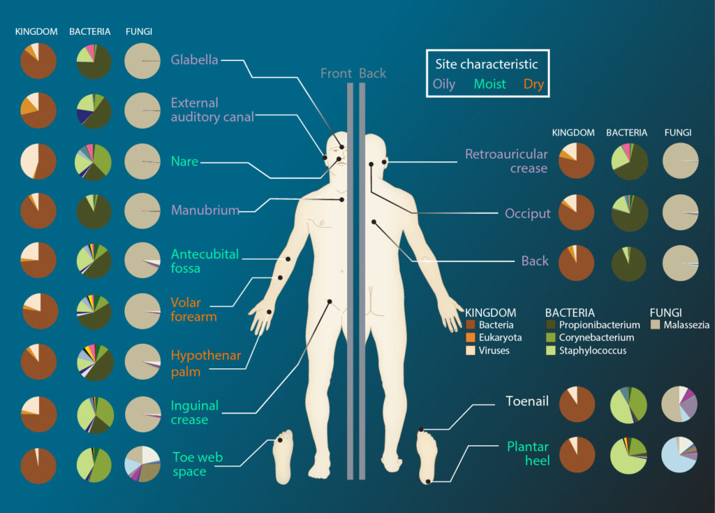 Science Says the Human Body Hosts More Non-Human Cells Than Human Ones - and the Boundaries of Where 'You' Begin and End Are More Debated Than Ever