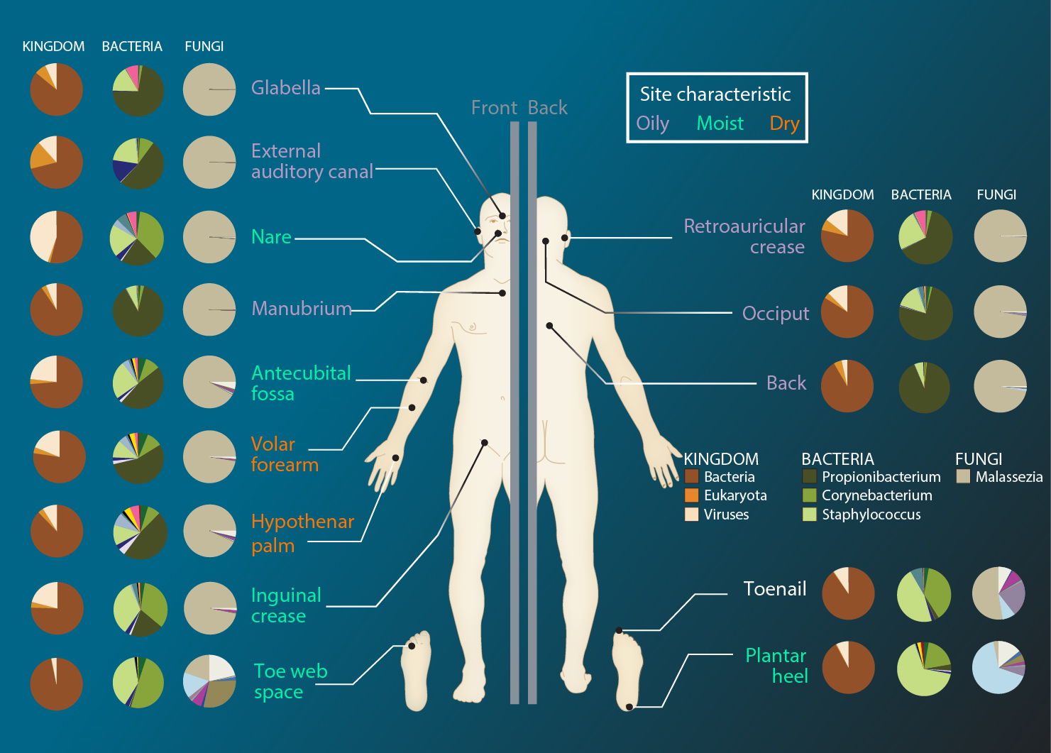 Science Says the Human Body Hosts More Non-Human Cells Than Human Ones – and the Boundaries of Where ‘You’ Begin and End Are More Debated Than Ever