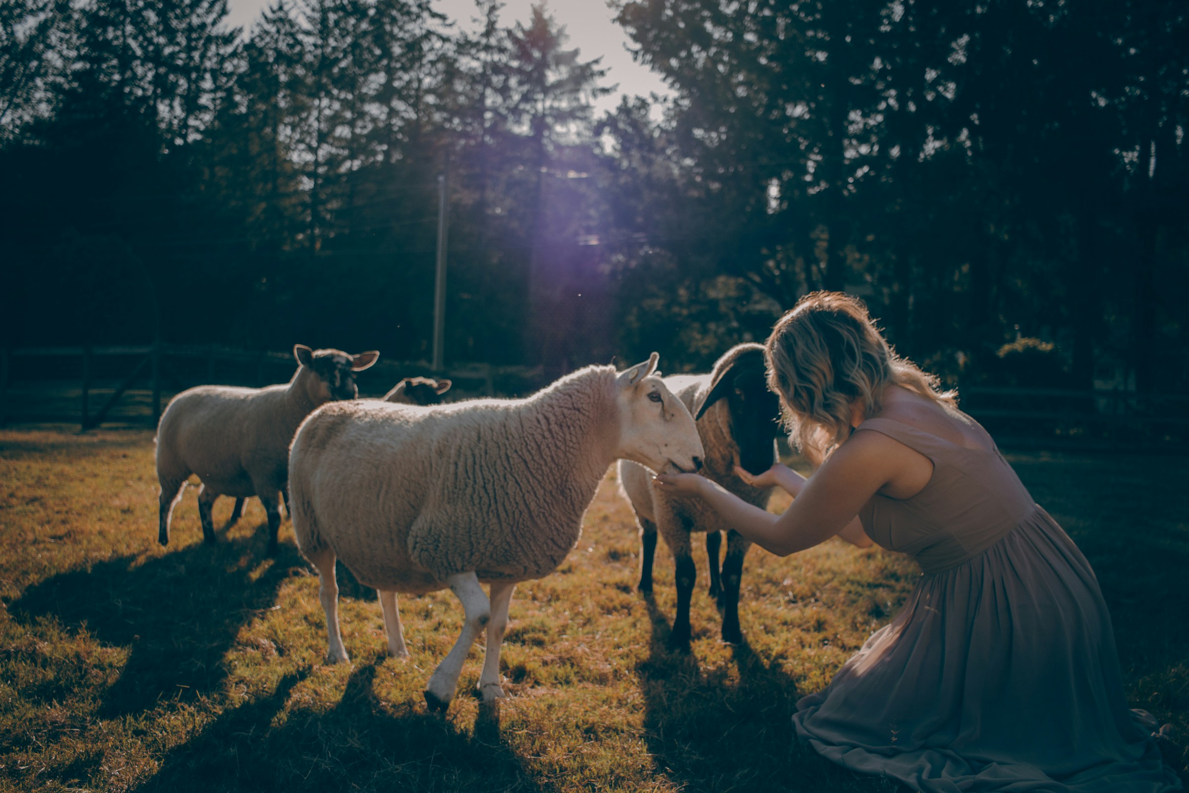 Psychology Says People Who Talk to Their Animals the Way They Talk to People Are Not Projecting – They Are Using a Social Brain That Has No Off Switch and That Was Never Designed to Stop at the Edge of Its Own Species