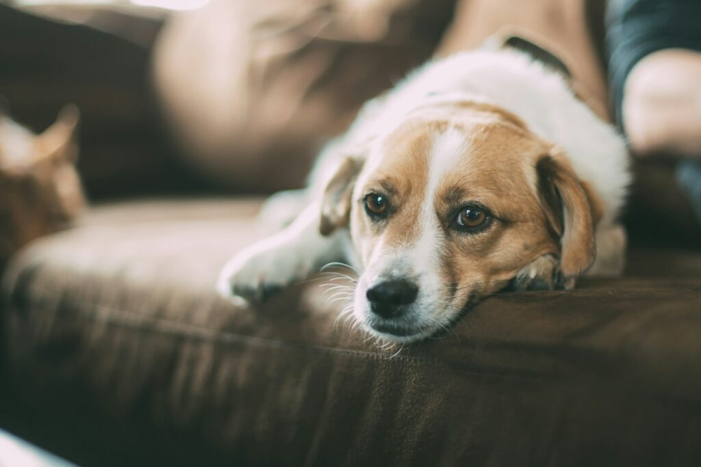 The One Daily Habit That is Accidentally Cutting Your Dog's Lifespan Short by 3 Years!