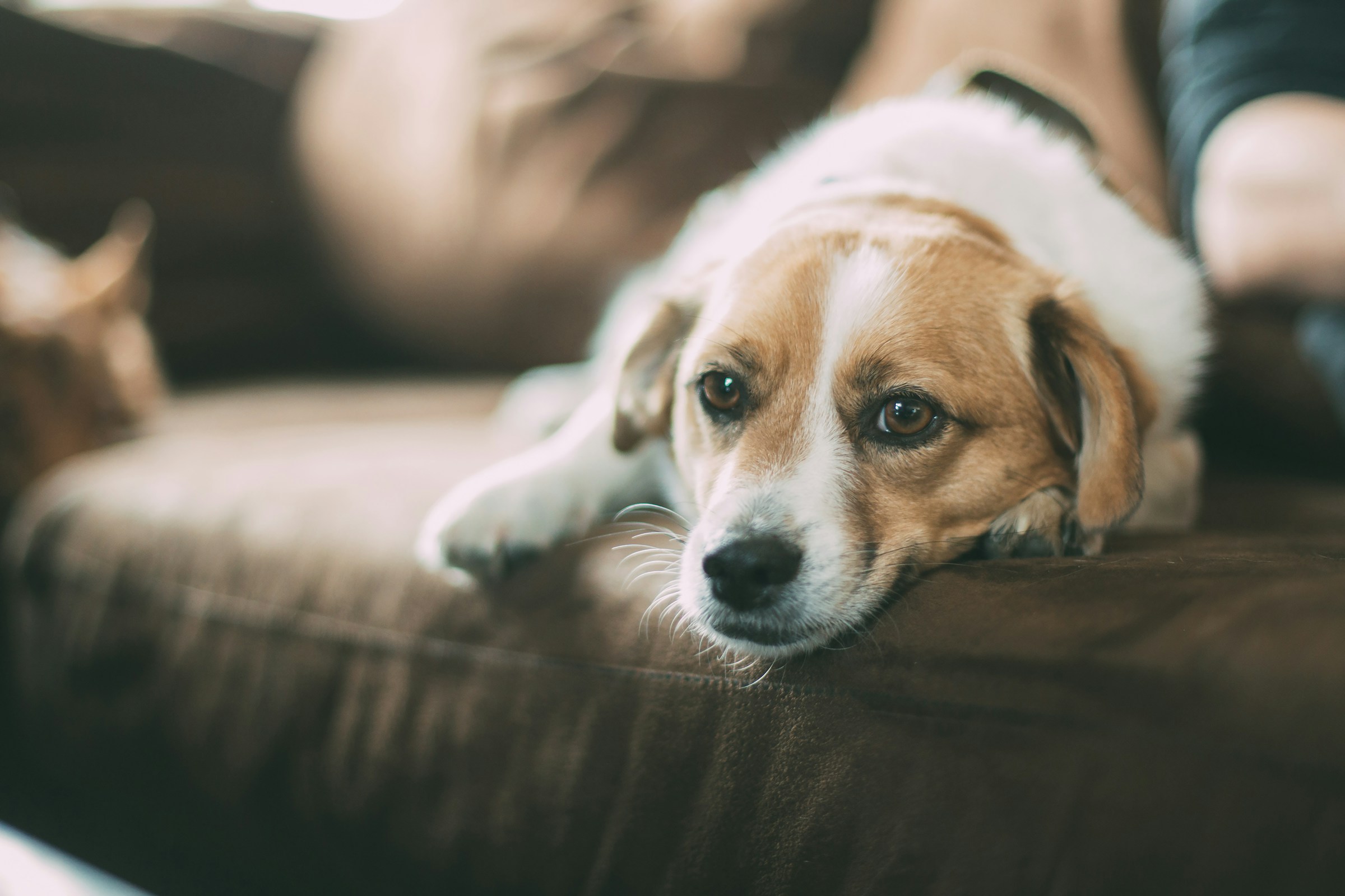 The One Daily Habit That is Accidentally Cutting Your Dog’s Lifespan Short by 3 Years!