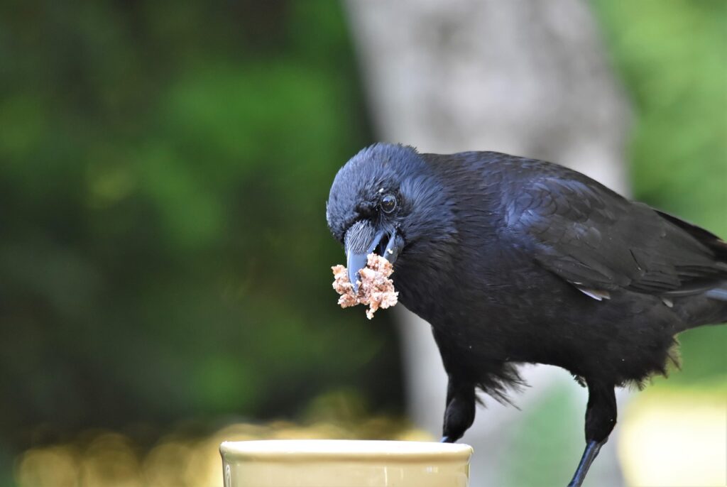 Animal Cognition Says Crows That Leave Food Hidden in Multiple Locations Are Anticipating Theft by Other Crows - and Planning for It in Advance