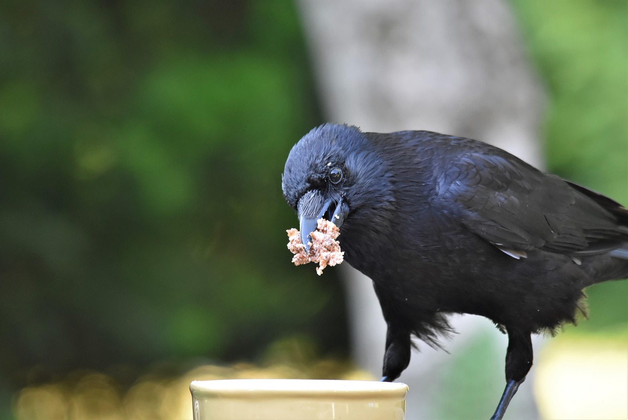 Animal Cognition Says Crows That Leave Food Hidden in Multiple Locations Are Anticipating Theft by Other Crows – and Planning for It in Advance