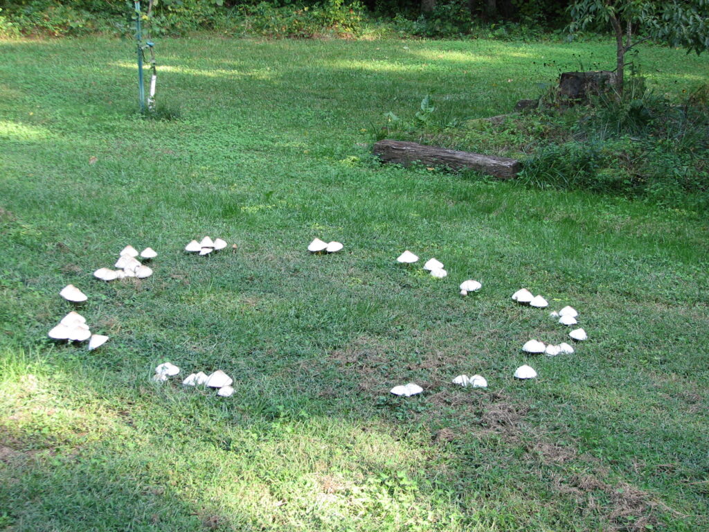 What It Means When You Find a Perfect Circle of Mushrooms in Your Yard and Why Deer Won't Cross Them