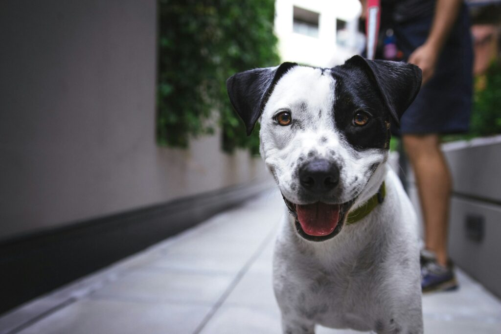 Why Your Dog Refuses to Walk Past Certain Houses on Your Street (And What Animal Behaviorists Say They're Detecting)