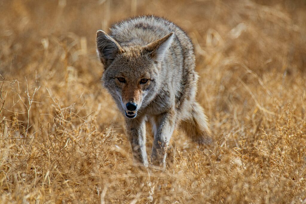 8 Sounds That Make Coyotes Avoid Your Property Completely (And the One Noise That Draws Them Closer)