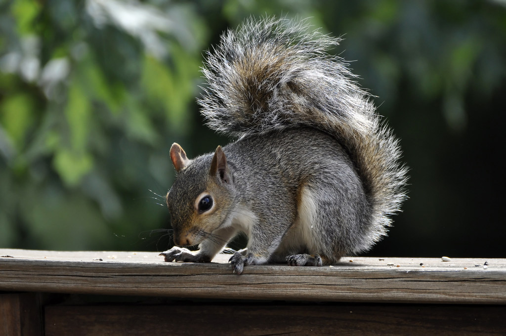 Zoology Says When Squirrels Suddenly Vanish From a Neighborhood for 48 Hours They Have Detected Seismic Activity Humans Won't Feel for Days and the Pattern Has Been Documented Across 200 Years