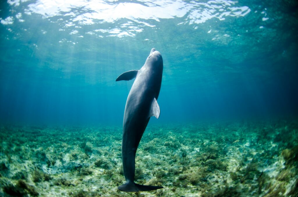 Marine Biology Says Dolphins That Swim Alone Away From Their Pod Aren't Lost – They're Engaging in Behavior That Reveals a Darker Side of Their Intelligence