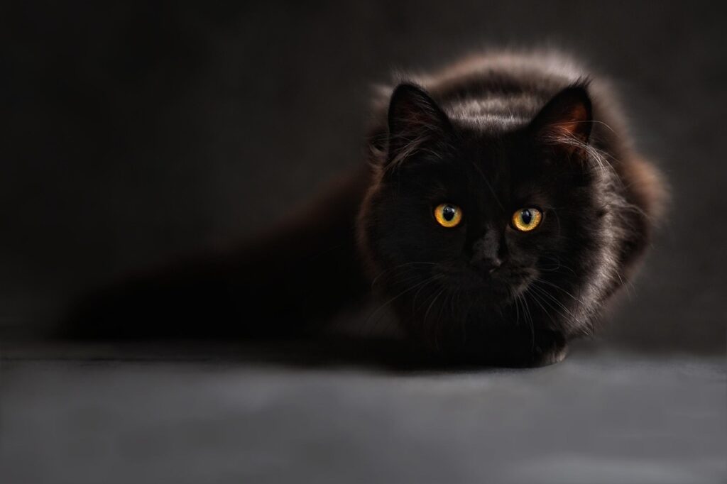 Neuroscience Says When Your Cat Suddenly Freezes and Stares at Empty Space for Minutes, They Are Processing Visual Data in the Ultraviolet Spectrum You Cannot See and It Explains Their Most Unnerving Behavior