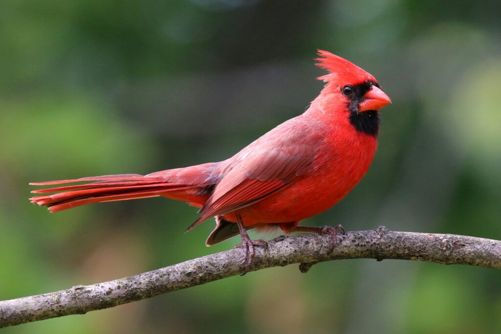 The Zodiac Signs That Cardinals Visit When Life Is About to Change (And the Message Each Sign Receives)