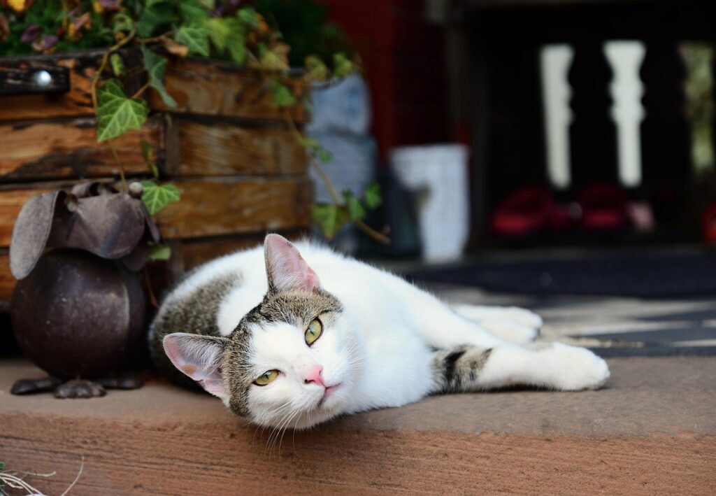 What It Means When a Stray Cat Chooses Your Porch and Won't Leave (According to Feline Behavioral Science)