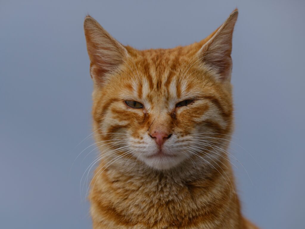 Psychology Says When Your Cat Slowly Blinks at You From Across the Room It's Not Affection – It's a Calculated Trust Test You're Either Passing or Failing