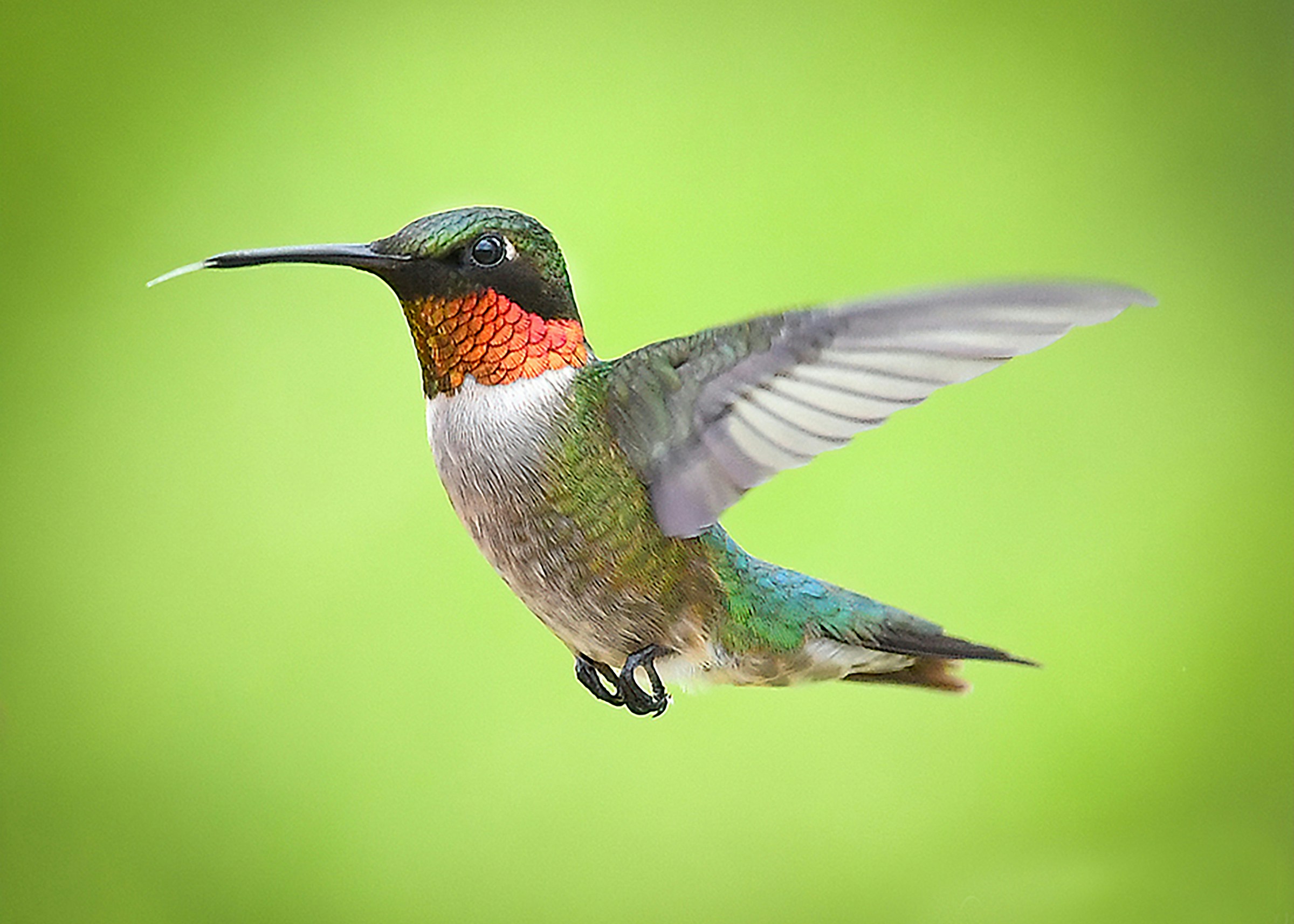 The Zodiac Signs That Hummingbirds Visit Most Often (And the Message They’re Delivering About Your Energy)