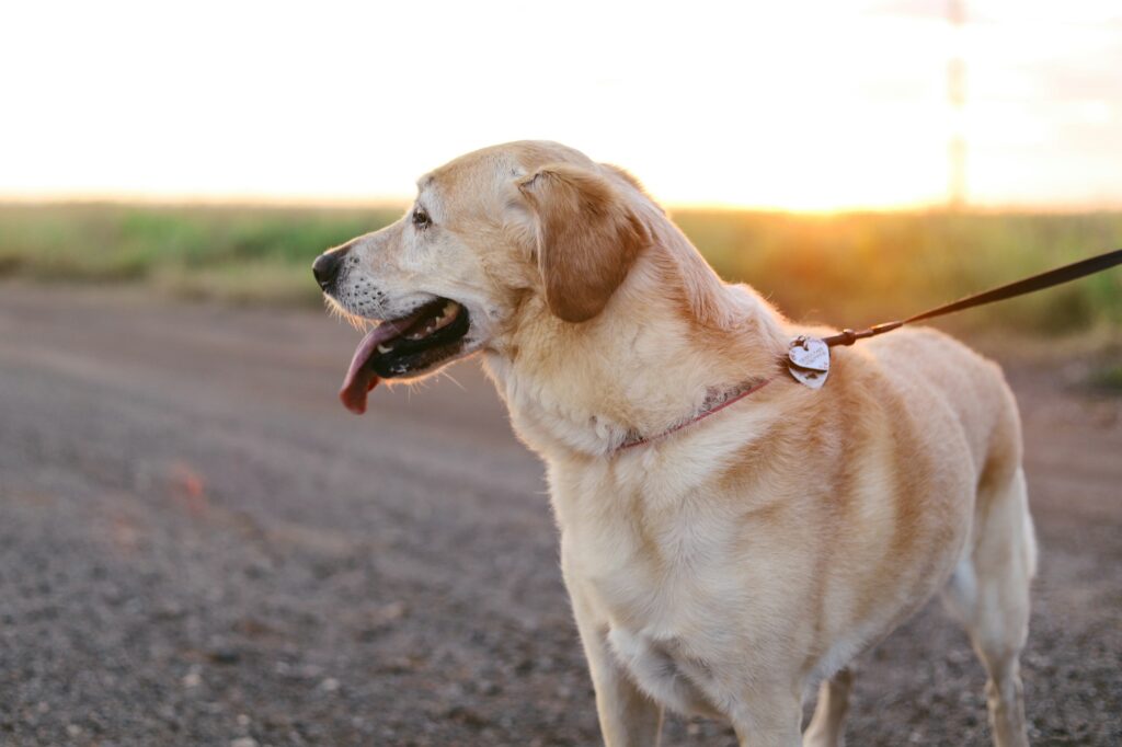 When Your Dog Refuses to Walk Past a Certain Spot on Your Regular Route, Geologists Say They're Detecting Underground Water Movement You Can't Feel