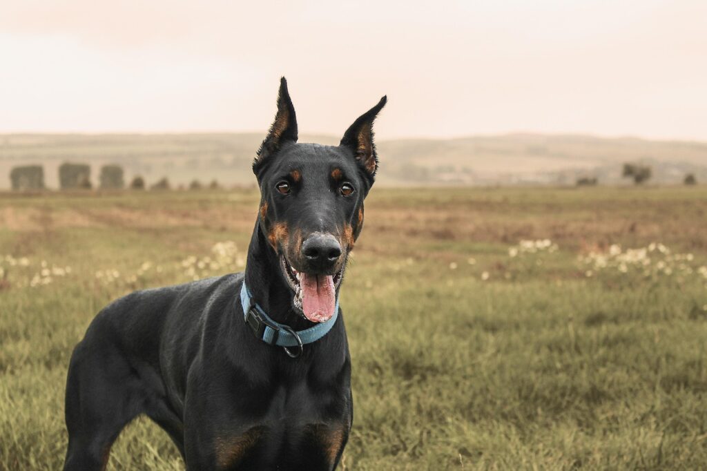 15 Dog Breeds That Could Be Too Much for Seniors to Handle