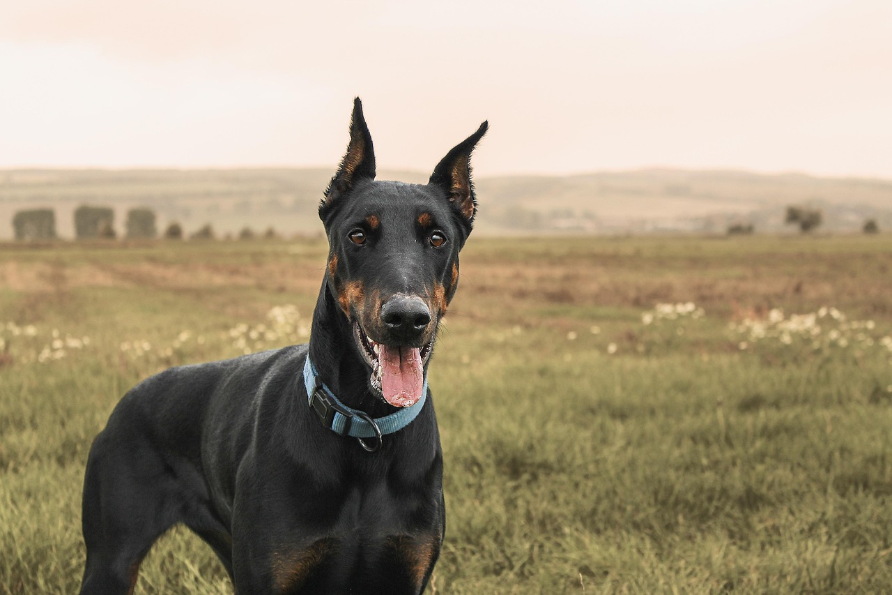 15 Dog Breeds That Could Be Too Much for Seniors to Handle
