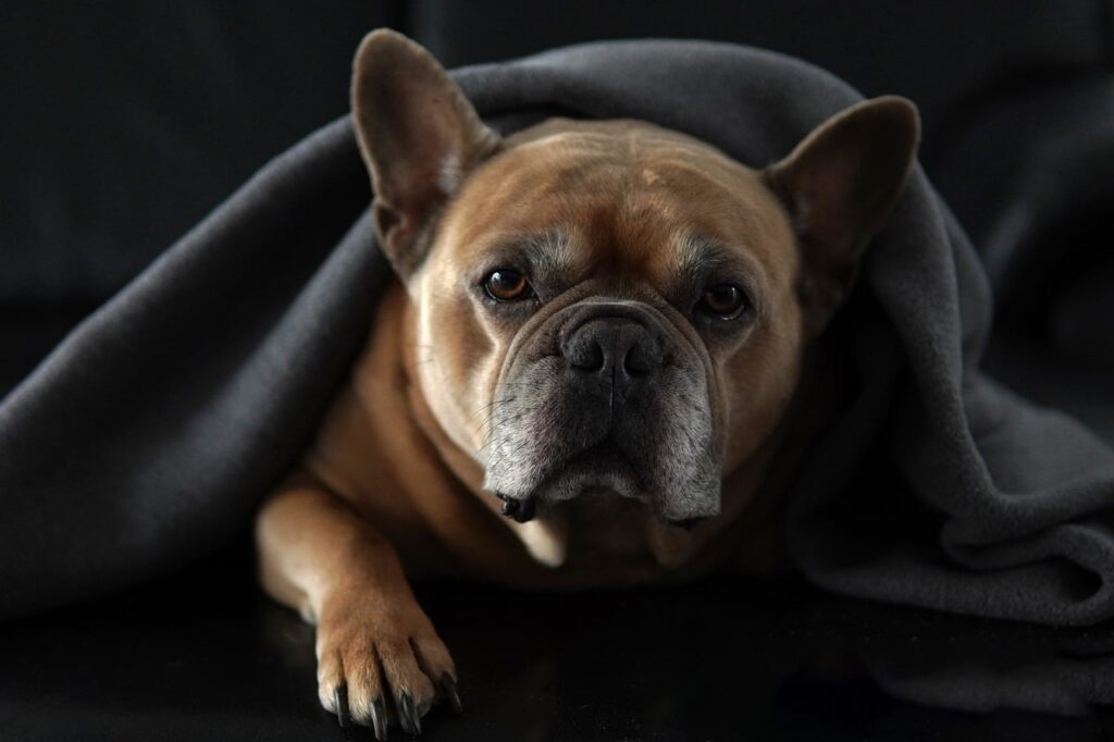 Why Blankets Are Important for Your Dog