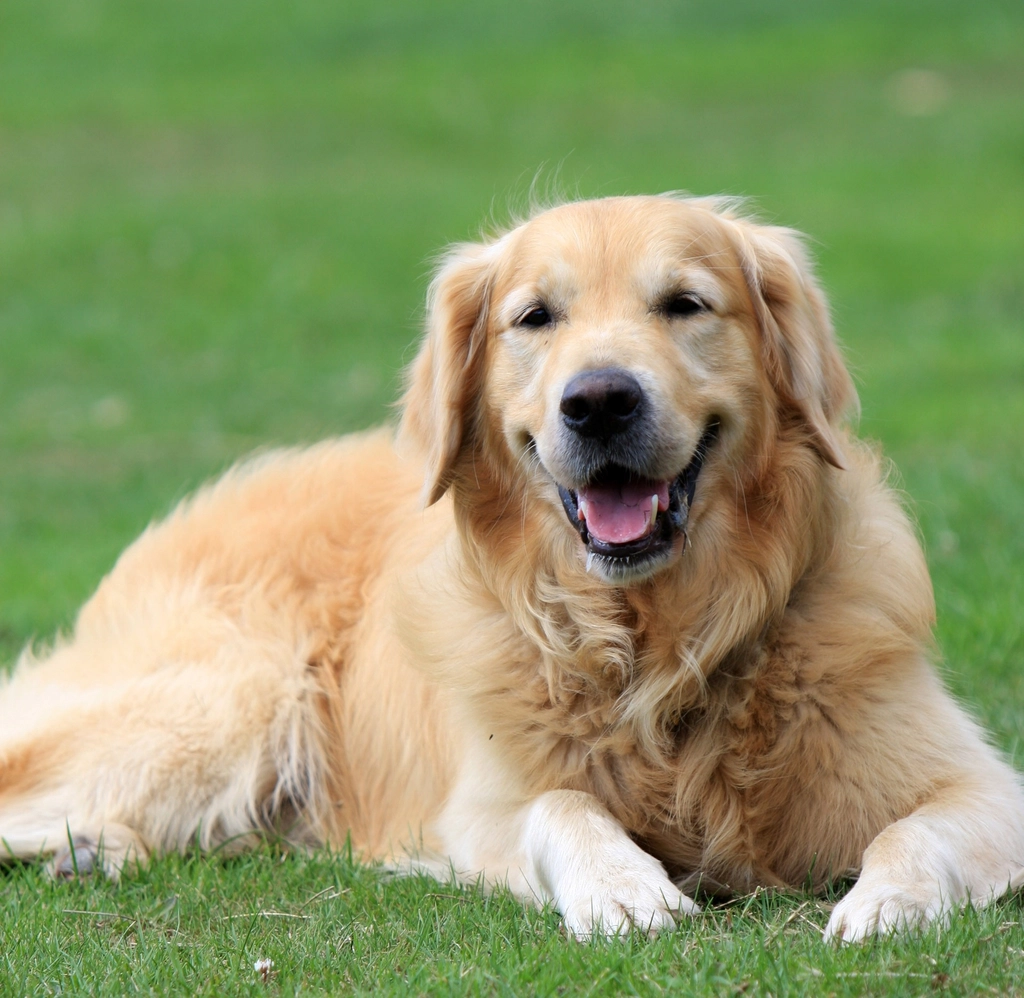 The Dog Breed Each Zodiac Sign Should Never Adopt (And the Psychological Reason Why)