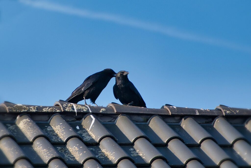 9 Reasons Crows Gather on Your Roof at Exactly the Same Time Every Morning (The Third One Involves You Specifically)
