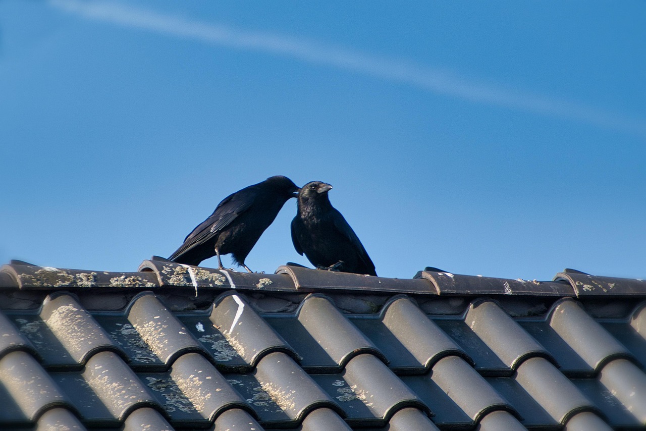 9 Reasons Crows Gather on Your Roof at Exactly the Same Time Every Morning (The Third One Involves You Specifically)
