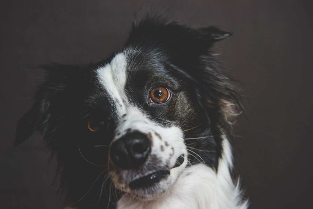 Veterinary Neuroscience Says Dogs Who Stare at Blank Walls Are Actually Tracking Biosignatures Humans Lost the Ability to Detect 200,000 Years Ago