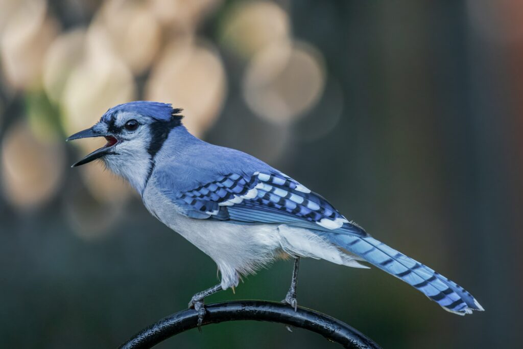 Ornithology Says Blue Jays That Mimic Hawk Calls Aren't Just Scaring Off Competition – They're Demonstrating Deception That Shouldn't Be Possible in Birds