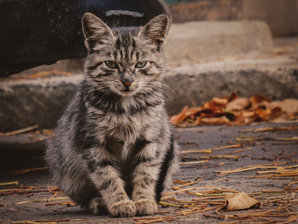 What It Means When You Keep Seeing the Same Stray Cat in Your Neighborhood (According to Animal Behavioral Science)