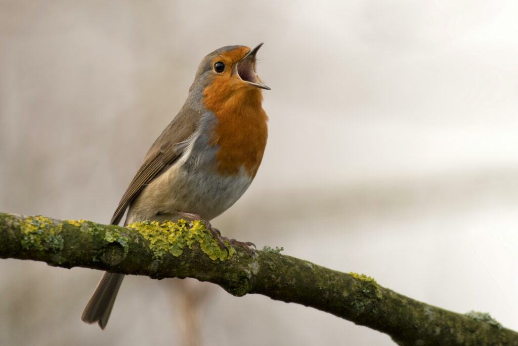 10 Backyard Sounds You Hear at Dusk That Are Actually Animals Warning Each Other About You
