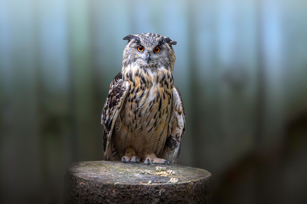 What It Means When Owls Call Outside Your Window on Consecutive Nights According to Appalachian Tradition