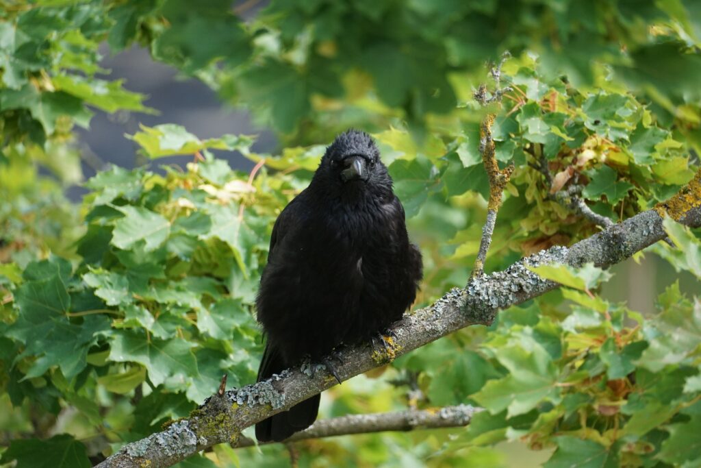 What It Means When a Crow Follows You on Your Walk and Doesn't Leave (According to Three Separate Folklore Traditions That Recorded It the Same Way)