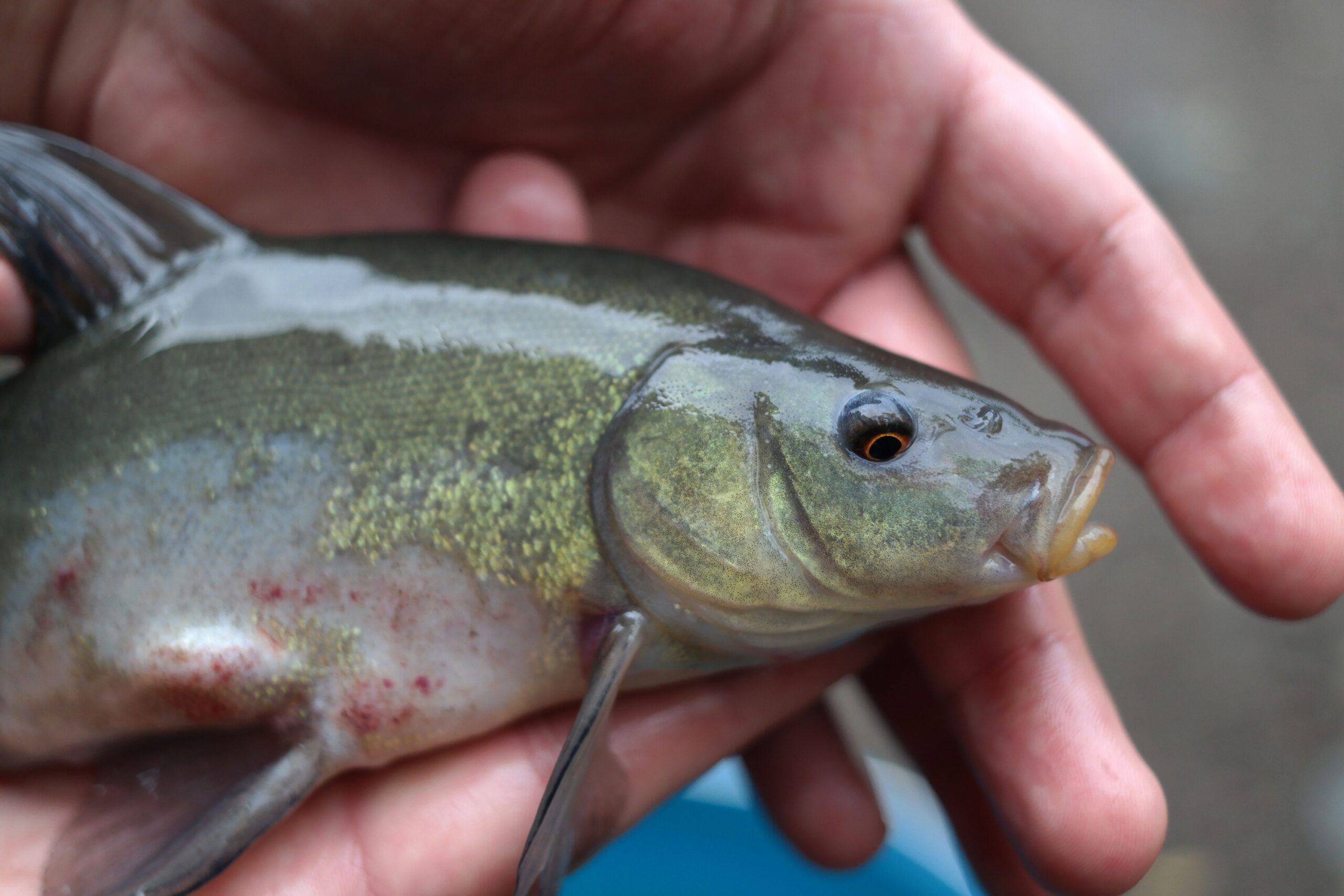 Consciousness Researchers Say There Is Now Strong Evidence That Fish Experience Something Functionally Identical to Pain – and the Implications for How We Think About the Ocean Are Significant