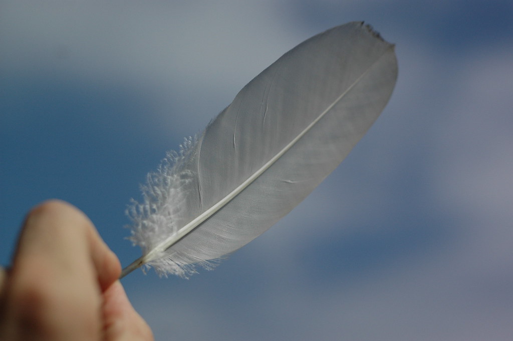 What It Means When You Keep Finding Feathers in the Same Spot - According to Indigenous North American Belief That Has Been Passed Down for Centuries