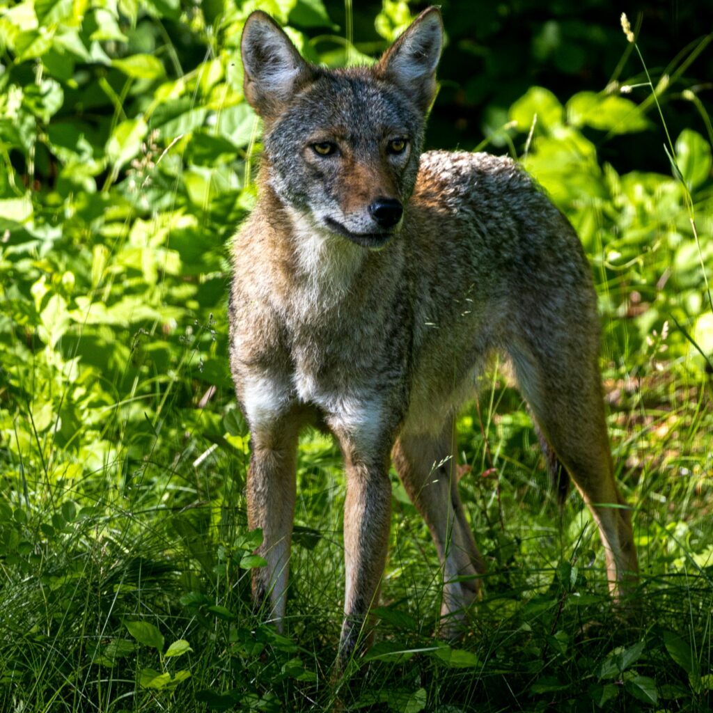 7 Scents That Keep Coyotes Out of Your Yard Permanently (And the One Smell That Draws Them Closer to Your Door)