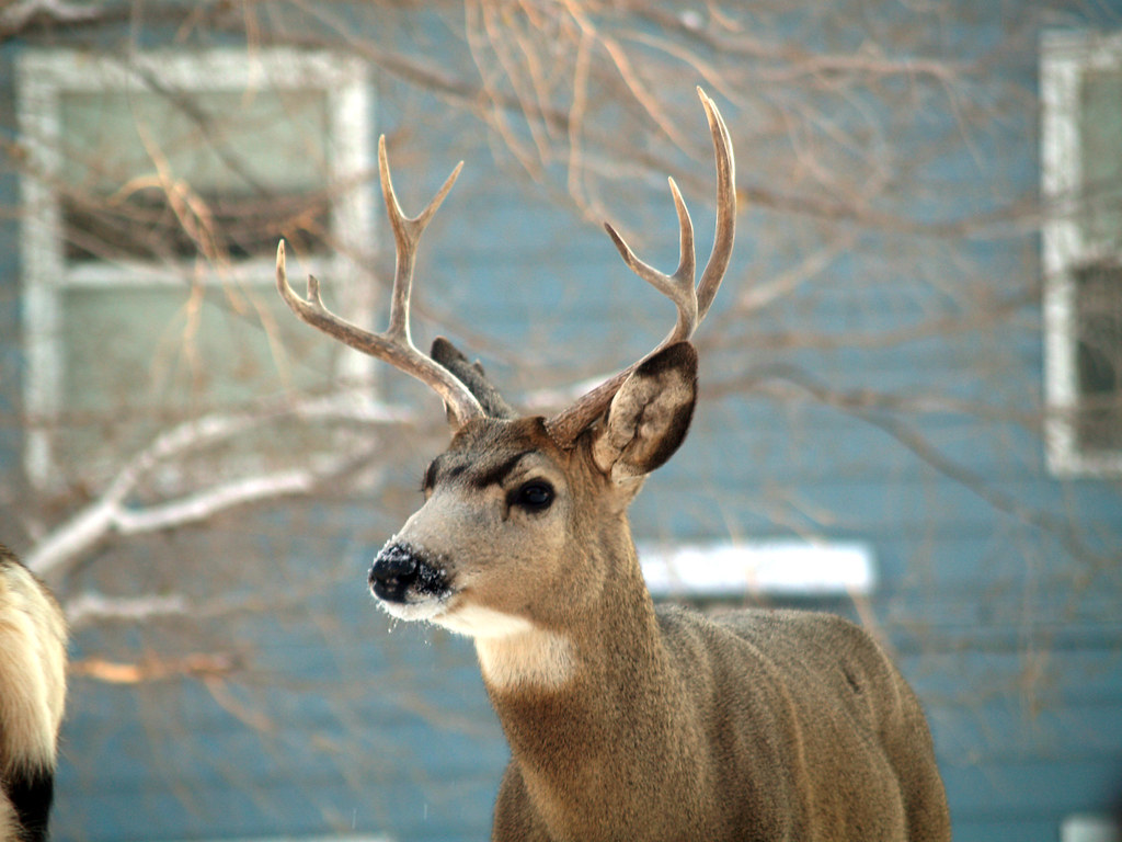 What It Means When Deer Stop and Stare Directly at Your House for Several Minutes Without Moving