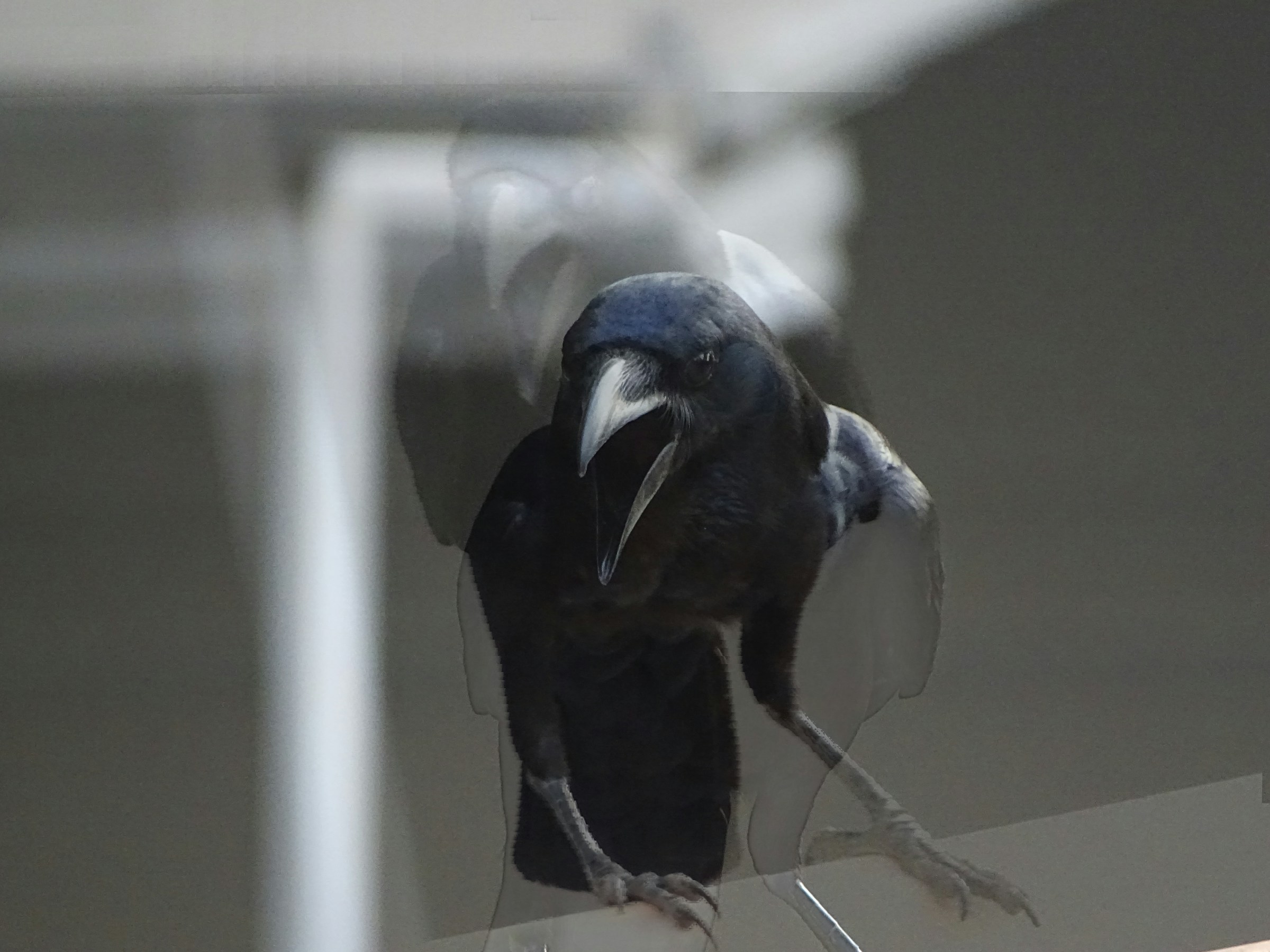 What It Actually Means When a Raven Taps on Your Window Twice – the Folklore Version and the Behavioral Biology Version and Why They Are Closer Than Anyone Expected