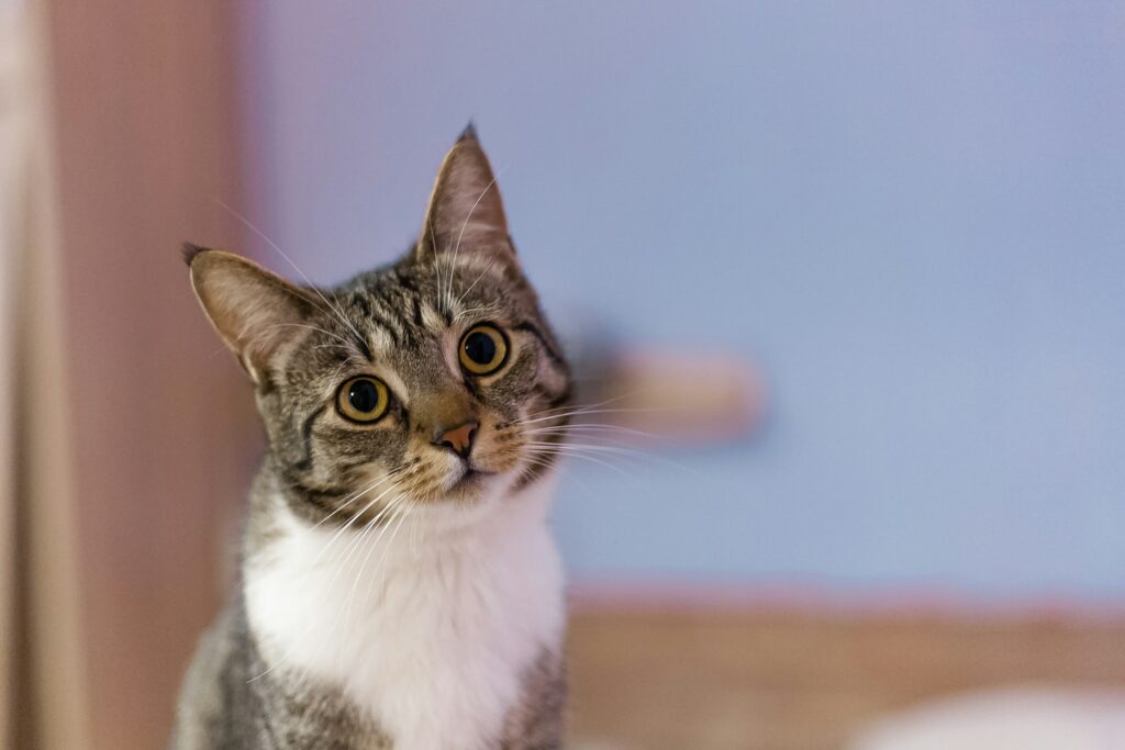 If Your Cat Suddenly Sits Facing the Corner for Hours, Feline Behaviorists Say They're Entering a Trance State Science Is Just Beginning to Understand