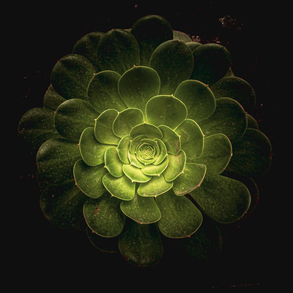 Research Says Plants May Be Conscious Which Means We May Be Surrounded by Trillions of Conscious Beings