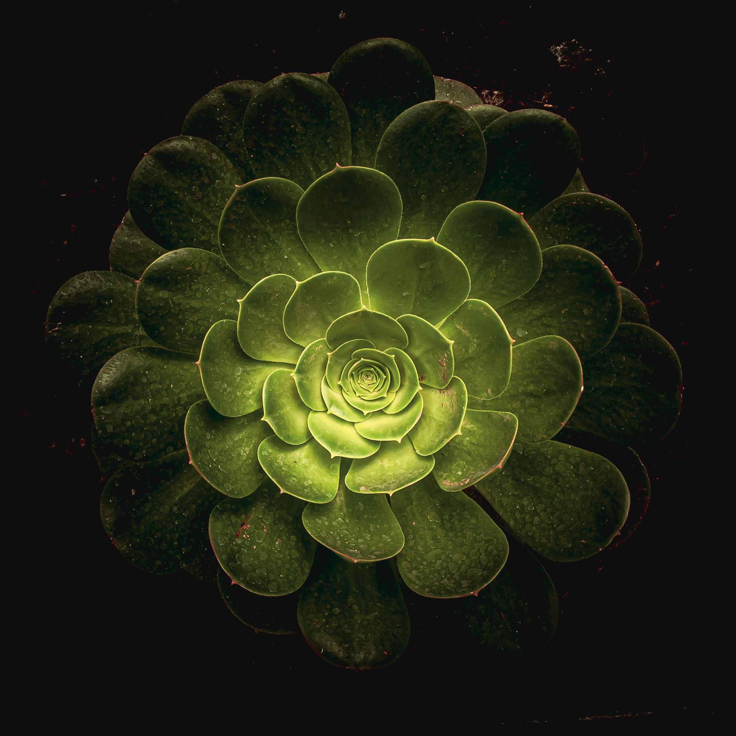 Research Says Plants May Be Conscious Which Means We May Be Surrounded by Trillions of Conscious Beings