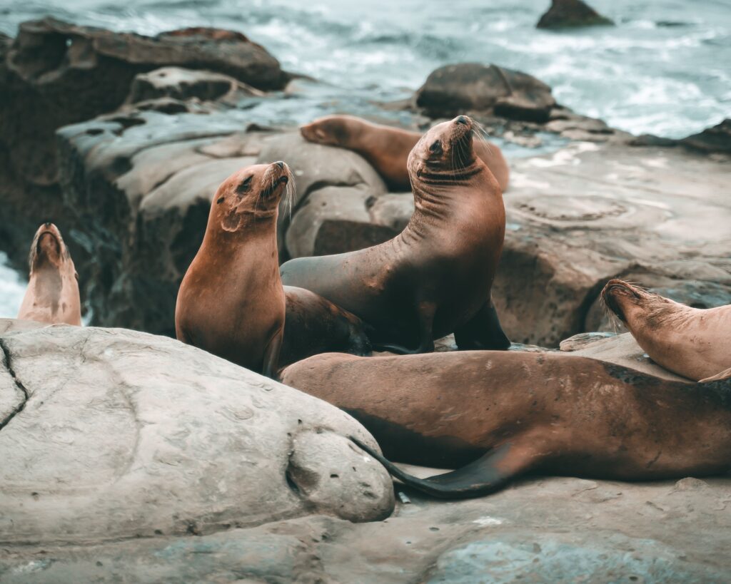 What It Means When Sea Lions Suddenly Leave the Water Together