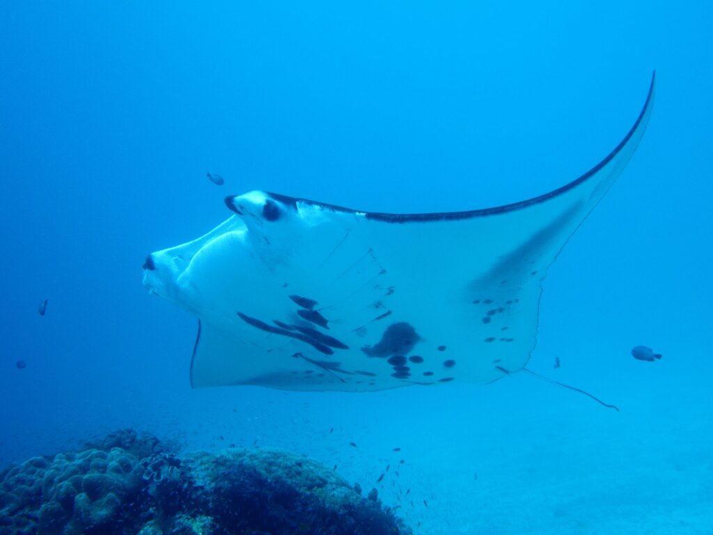 Why Manta Rays Somersault While Feeding