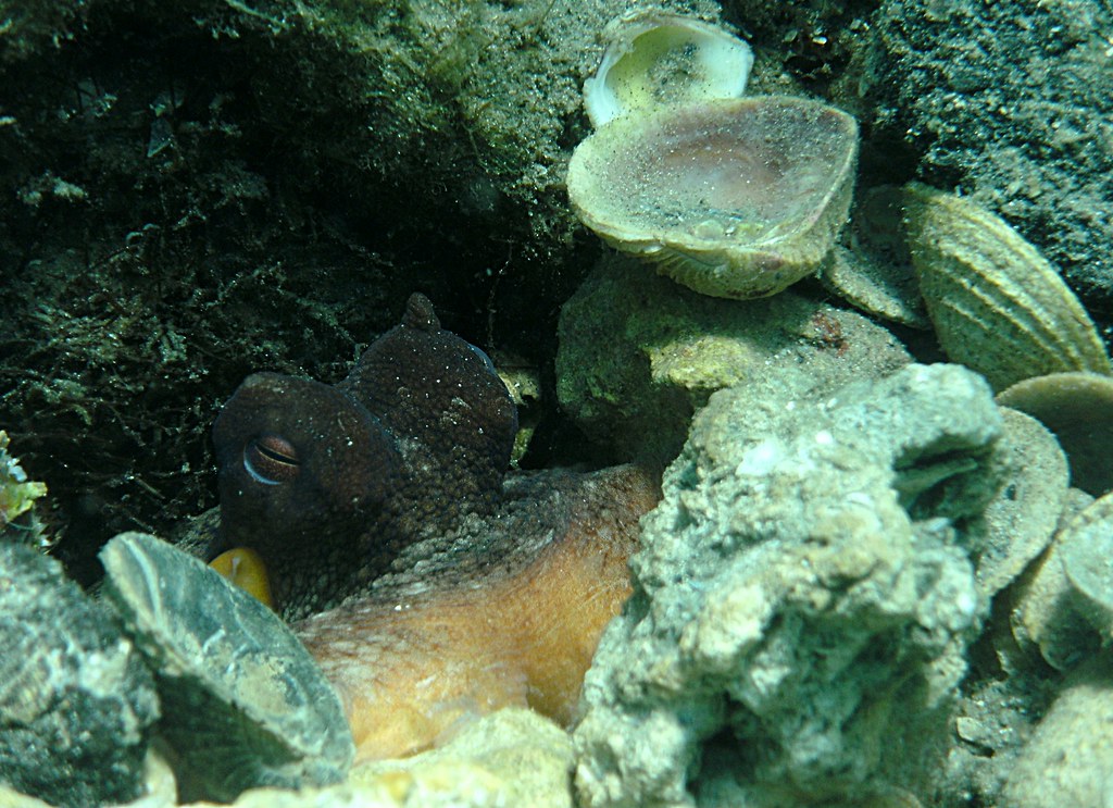 Why Octopuses Decorate Their Dens With Shells