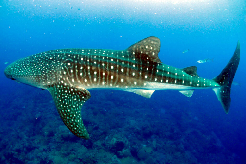11 Amazing Facts About Whale Sharks That Surprise Even Divers