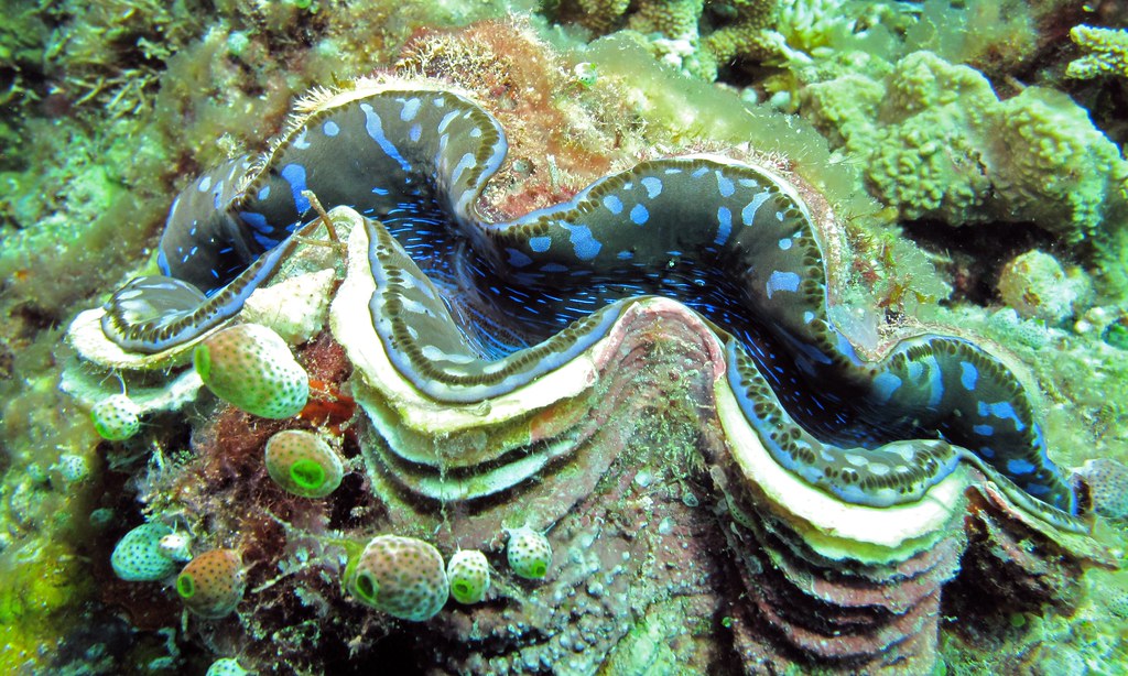 10 Incredible Facts About Giant Clams That Defy Expectations