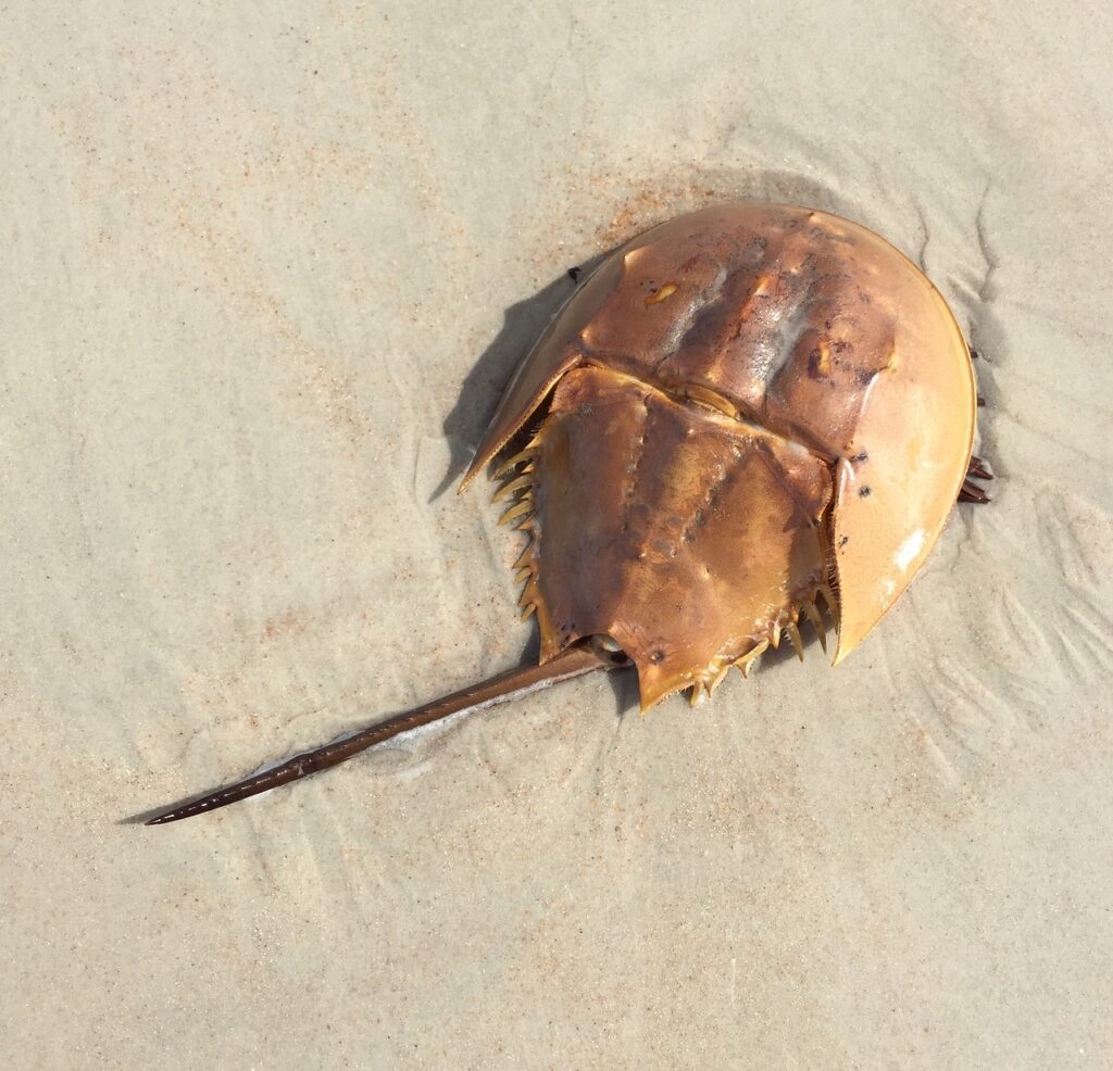 10 Amazing Facts About Horseshoe Crabs That Predate the Dinosaurs