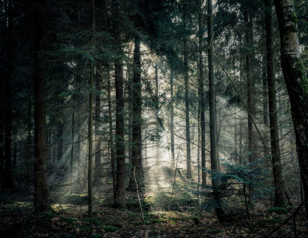 Ecology Says When a Forest Goes Silent Before a Storm It Is Not Coincidence – Every Animal in That Ecosystem Has Received the Same Signal and Is Responding to It