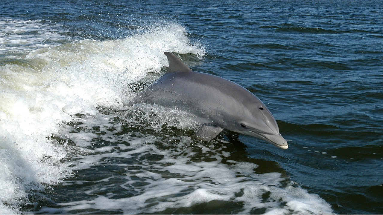 What It Means When Dolphins Swim Beside Boats for Miles