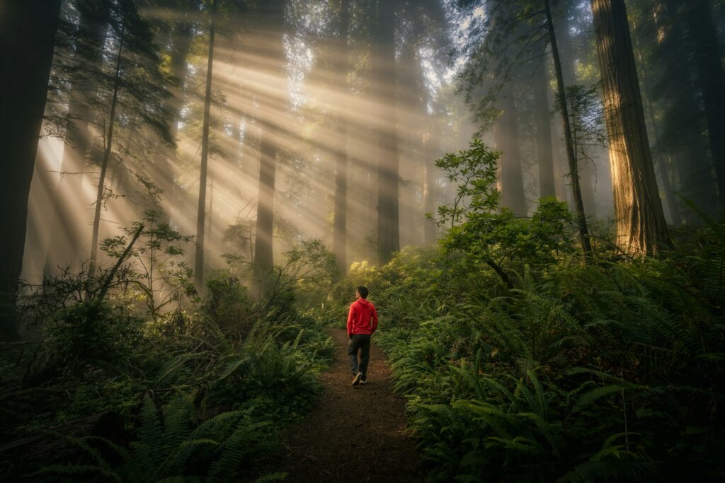 Neuroscience Says Old-Growth Forests Feel Different From Planted Ones Not Because of Imagination - Your Brain Registers Complexity Age and Ecological Depth Through Multiple Sensory Channels at Once and the Response Is Neurologically Distinct