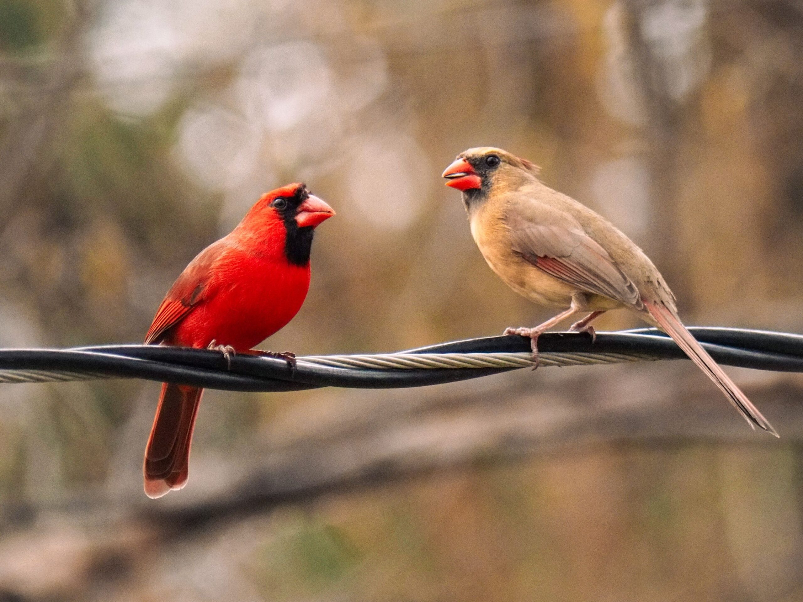What It Means When Cardinals Visit in Pairs After a Loss – According to 200 Years of Grief Tradition in the American South